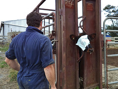 calf gets an eye patch