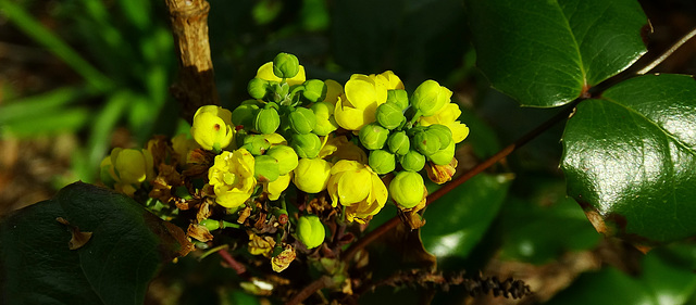 New buds for Spring