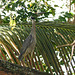 Yellow-crowned Night-heron, on way to Tobago airport