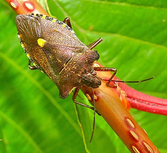 Forest Shield Bug. Pentatoma rufipes