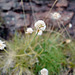 Armeria maritima, Morning Star White, Faroe Islands