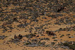 Wandern in den Cañadas del Teide #2