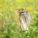 House Wren