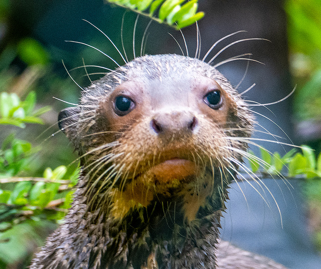 Giant otter cub