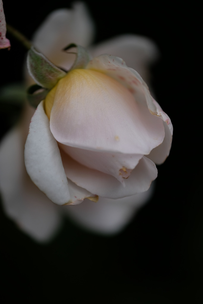 DSCF0695