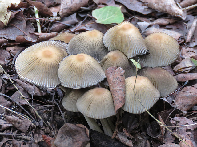 Mushroom cluster