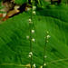 Miterwort (Mitella)