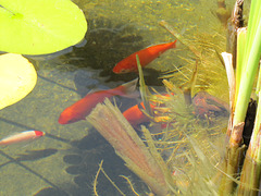Photo # 2 ~~Swimming beneath the Lily Pads...!