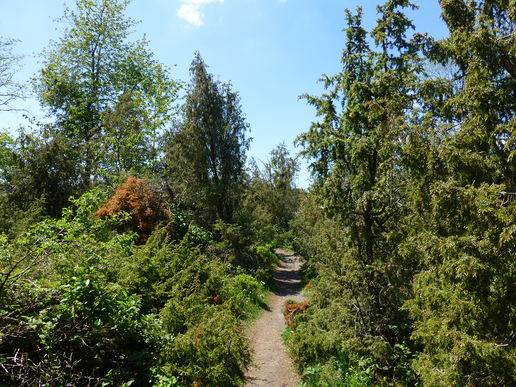 DE - Langscheid - Auf dem Traumpfad Wacholderweg