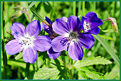 Geranium in the sun... ©UdoSm