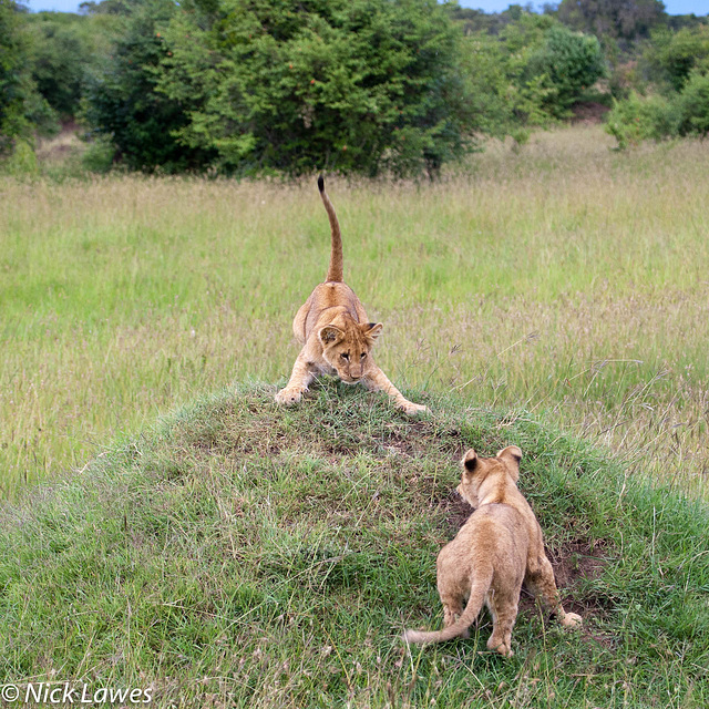 Lion cubs playing king of the hill