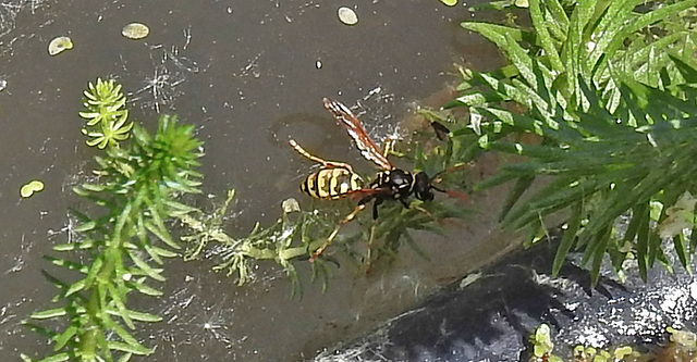 20230610 0889CPw [D~LIP] Haus-Feldwespe (Polistes dominula), Bad Salzuflen