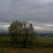20250413+18+19_Benneckenstein Umfeld Moserteich,Carlshausturm