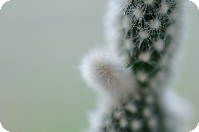 flauschig-stachelig