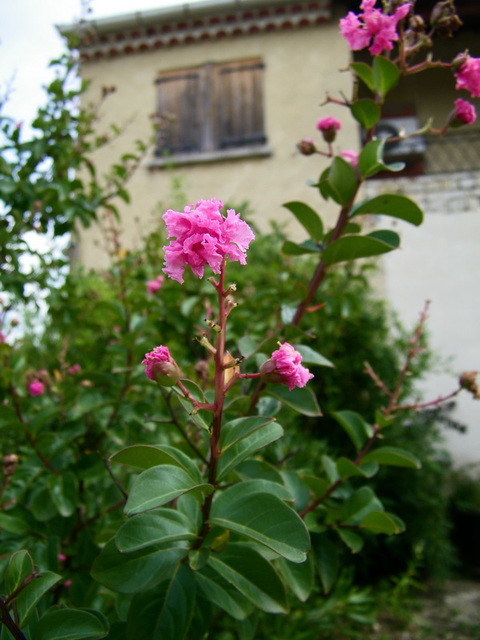 De l'été dernier...Lilas des Indes !