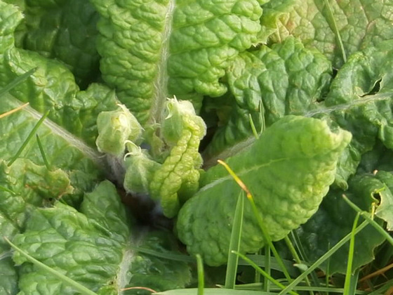 New primroses are about to emerge