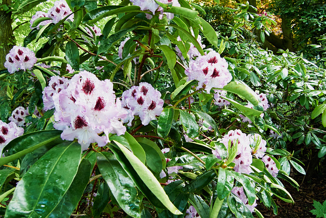 rhododendron-1210041-co-17-05-15