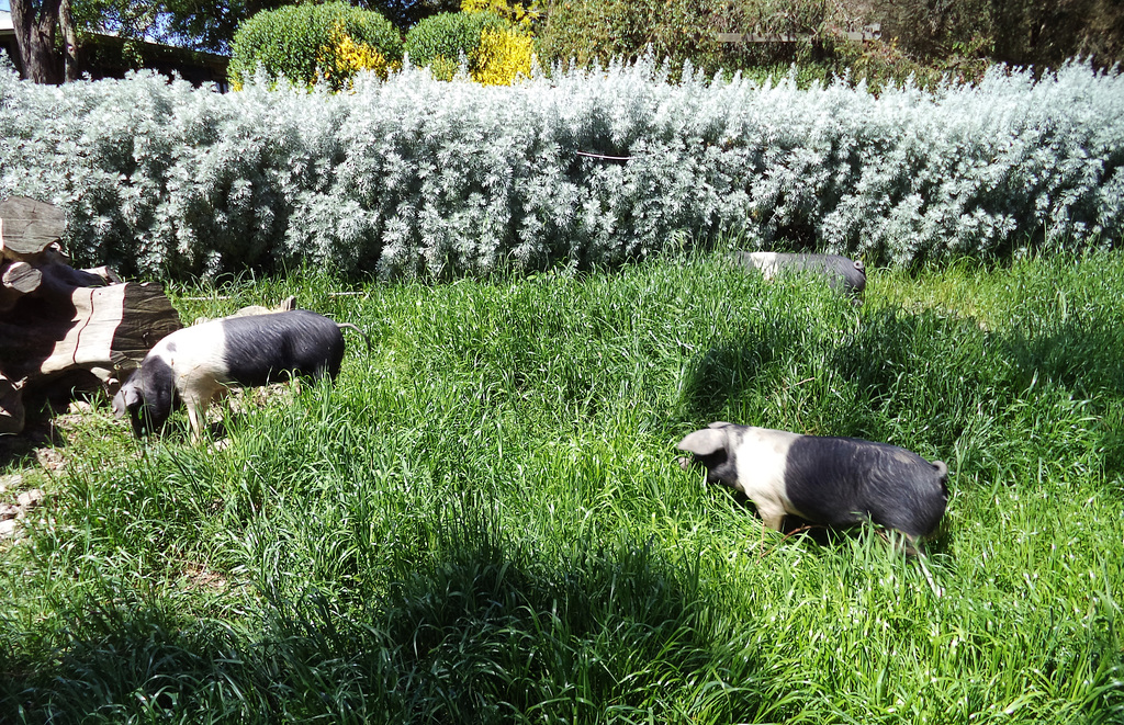 the piglets get a new paddock