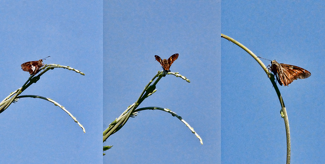 Silver-spotted Skipper butterfly -3 views