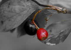 Cotoneaster Berries