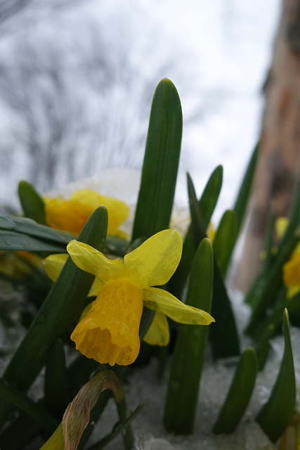 daffodils