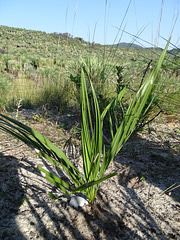 DSC04947 - infantil de butiá Butia catarinensis, Arecaceae