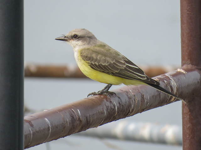 Western Kingbird