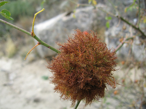 Wasp gall on a rose bush
