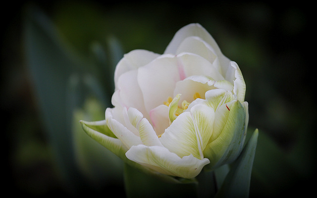 Ben si je suis une tulipe