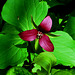 Red Trillium (Trillium erectum)