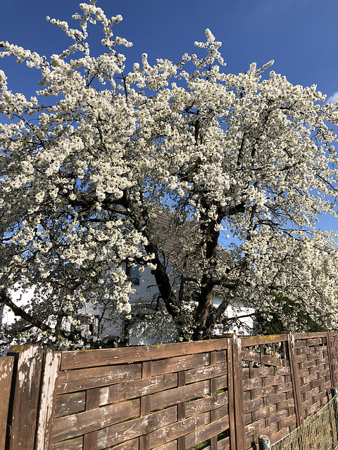 Frühlingshafter HFF aus Weilerswist