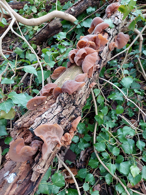 A nice crop of Jelly Ears