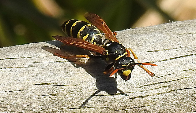 20230610 0893CPw [D~LIP] Haus-Feldwespe (Polistes dominula), Bad Salzuflen