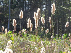 Fuzzy grass seeds