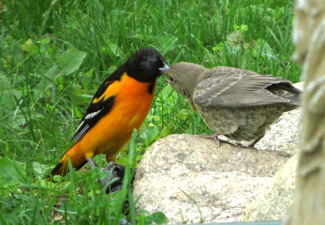 This Oriole is raising a Cowbird chick.