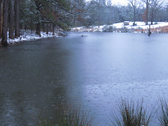 Thin layer of ice on pond