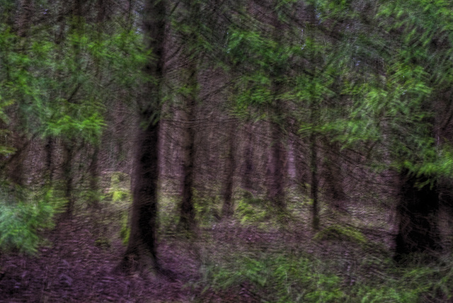 20250413+18+19_Benneckenstein Umfeld Moserteich,Carlshausturm