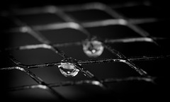 Die Regenperlen sind im Gitter hängen geblieben :)) The raindrops got stuck in the grid :)) Les gouttes de pluie sont restées coincées dans la grille :))