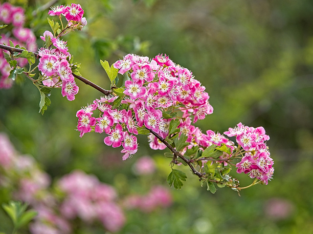 English Hawthorn