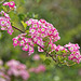 English Hawthorn