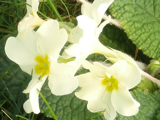 Gorgeous hairy stems of the primrose