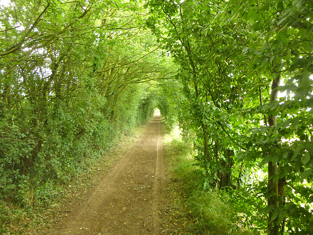 Saint Maurice-des-Noues, Rajda farmo de Bruno kaj Béatrice Ripaud, la "Tunelo de verdaĵo" / Ferme équestre de Bruno et Béatrice Ripaud, le "Tunnel de verdure" — P1010507