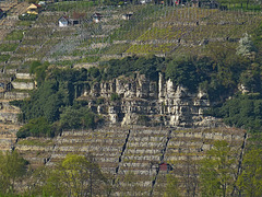 Growing vine in Ludwigsburg