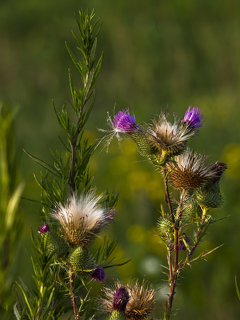 The beautiful things are also the most thorny