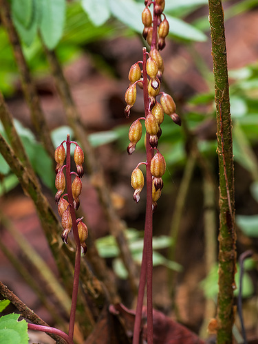 Corallorhiza odontorhiza (Autumn Coralroot orchid)