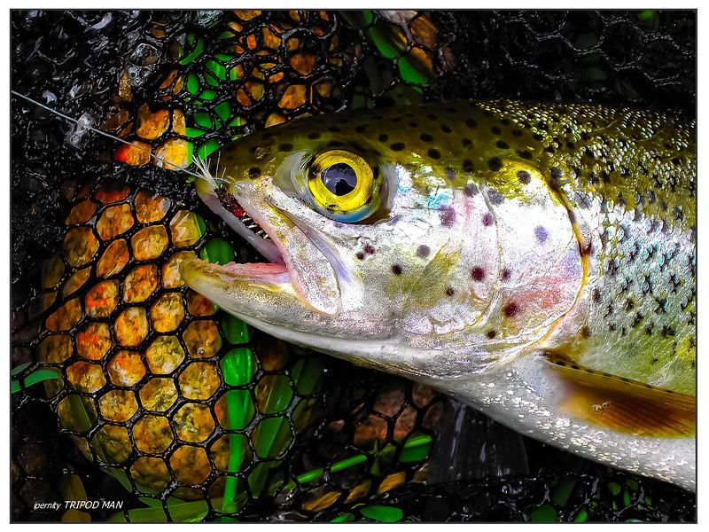 Frischfisch