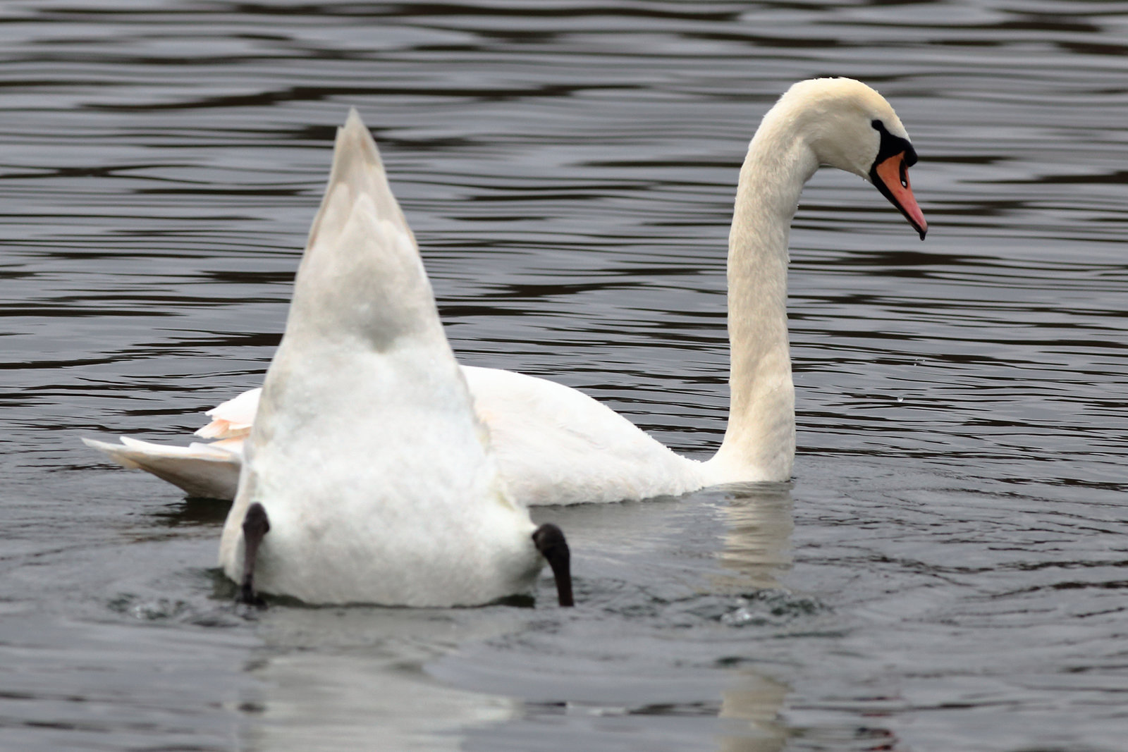 EOS 6D Peter Harriman 12 50 15 05079 DintonPastures dpp