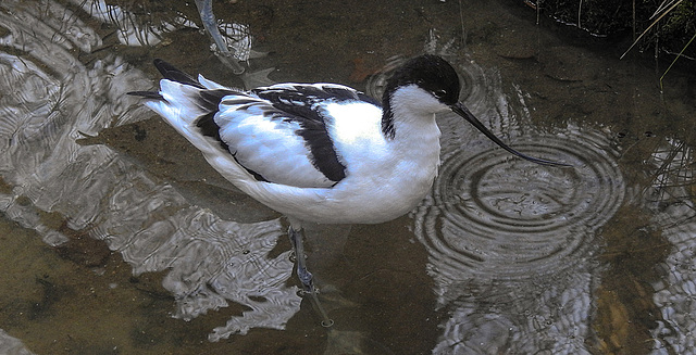 20190216 4440CPw [D~BI] Säbelschnäbler, Tierpark Olderdissen, Bielefeld