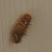 Carpet larva IMG_9761