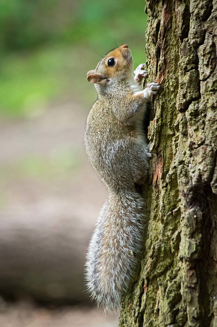 Squirrel posing (3)